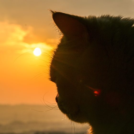 幸運攝影師老羅