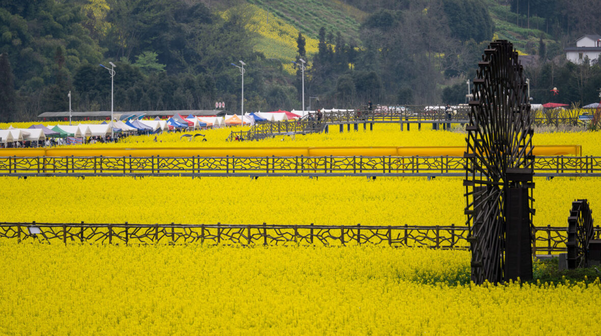 万亩花海中的“速度与激情”：作为官方摄影师，我如何直播雅安2026最火民俗盛宴？