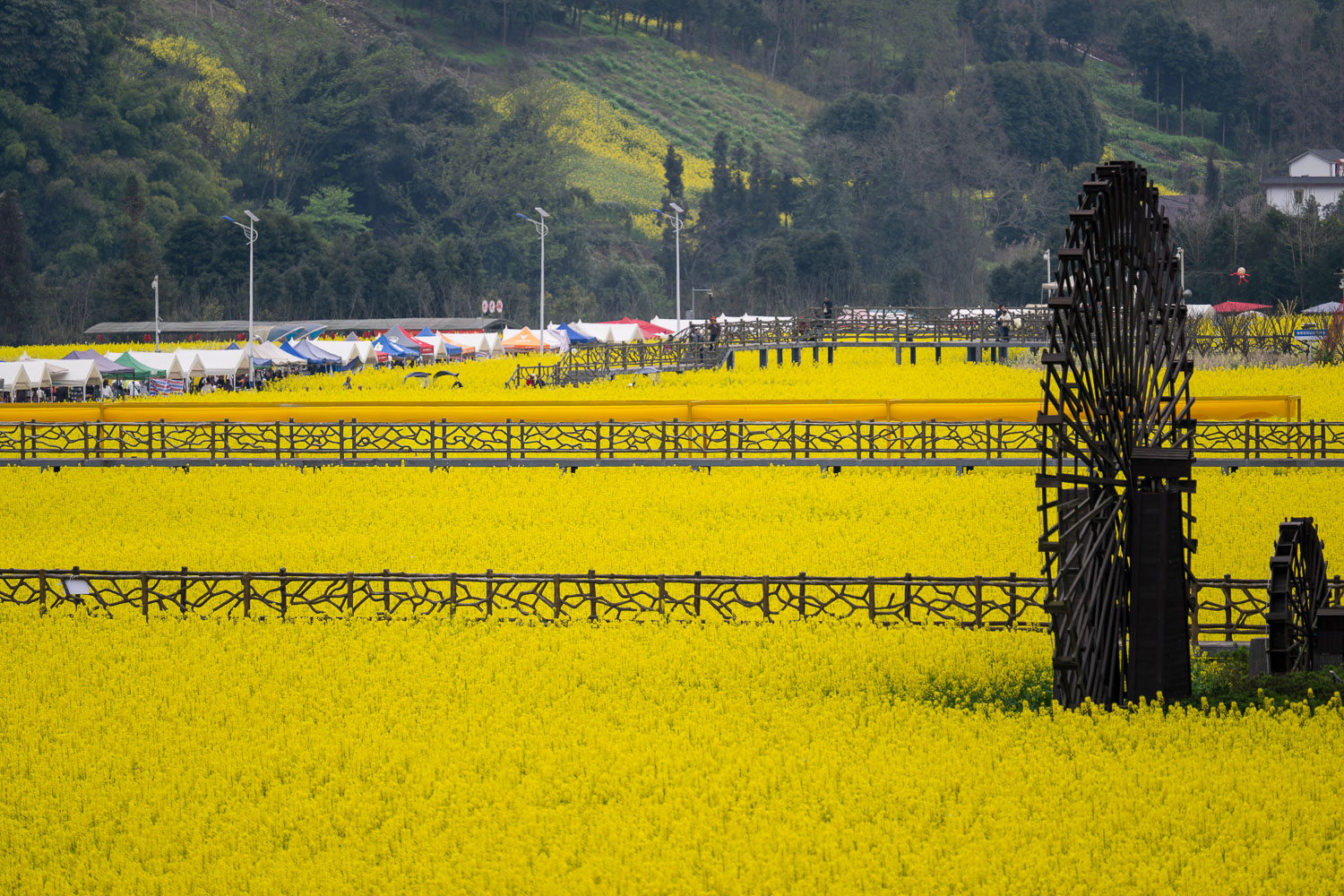 四川雅安芦山县青衣芸谷景区油菜花田春日景观，含木质栈道、水车装置及民俗活动帐篷，文旅商业摄影案例